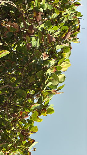 Coccoloba uvifera observed 2026-10-17