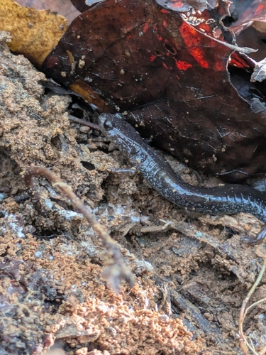 Eastern Red-backed Salamander observed by feletix