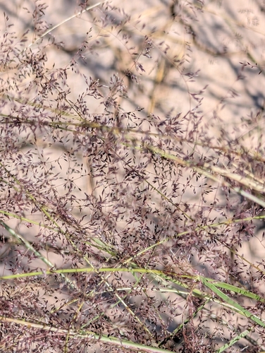 mesa dropseed