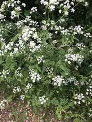 Anthriscus sylvestris