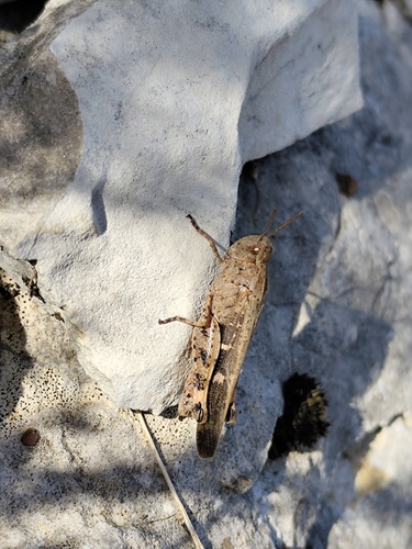 Broad Green-winged Grasshopper