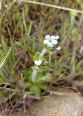 Plagiobothrys tenellus