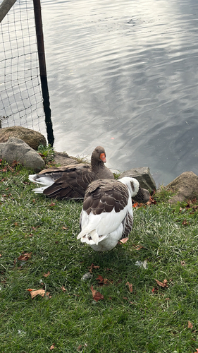 Domestic Greylag Goose observed by gregfiggy