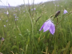 Campanula stevenii