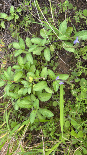 Stachytarpheta jamaicensis observed 2026-10-17