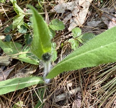 Pilosella aurantiaca