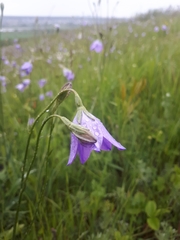 Campanula stevenii