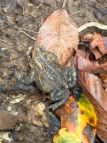 American Toad observed by massivemosscharger