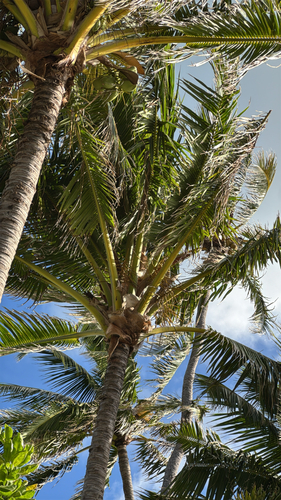 Cocos nucifera observed 2026-10-17