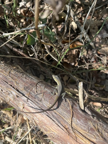 Green Anole observed by artemislovesbugs