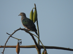 Ducula aenea pusilla