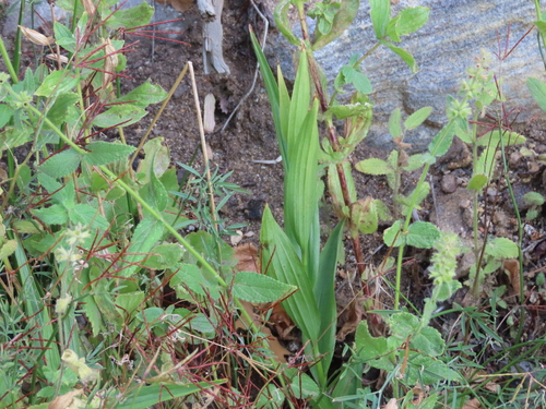 Epipactis gigantea observed 2026-10-16