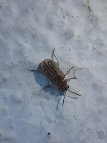 Monoxia obesula