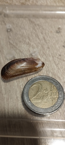 Arcuatula senhousia observed 2026-10-17