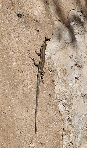 Common Wall Lizard