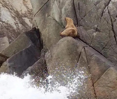 Steller Sea Lion
