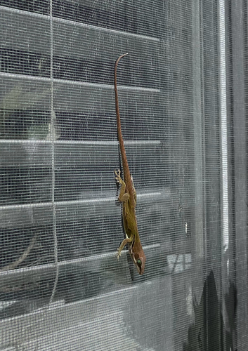 Green Anole observed by scirillo