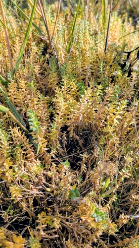 Lysimachia maritima, 2026-10-17