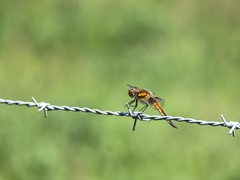 Libellula quadrimaculata