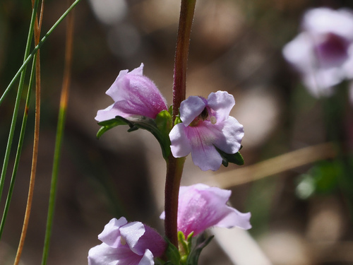 Euphrasia collina observed 2026-10-17