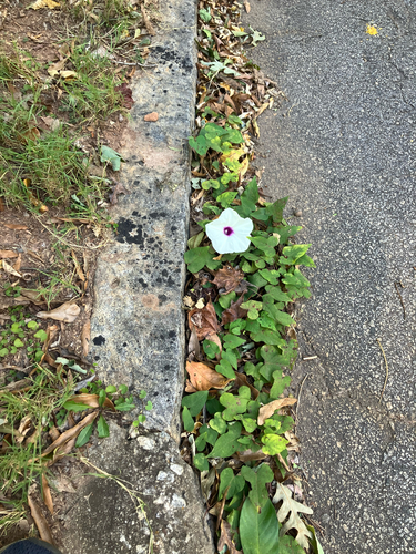 Ipomoea pandurata, 2026-10-17