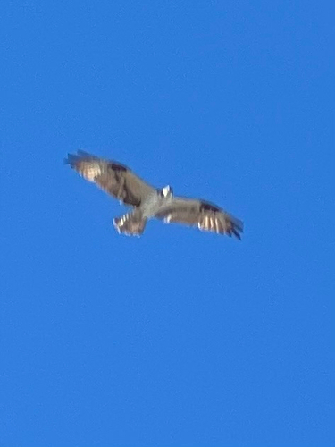 Osprey observed by krakebolle