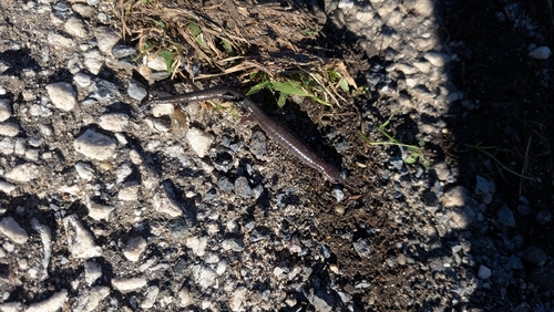 Eastern Red-backed Salamander observed by vcelloho