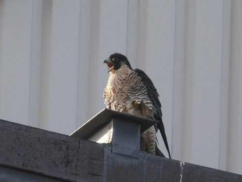 Peregrine Falcon observed by hz70428in
