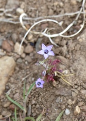 Gilia modocensis