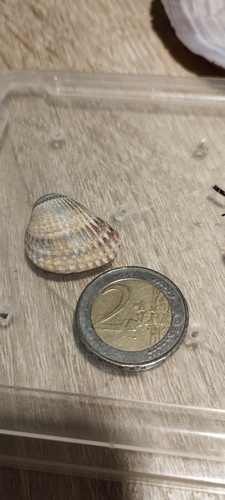 Cerastoderma glaucum observed 2026-10-17