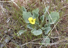 Viola purpurea aurea