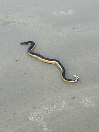 Hydrophis platurus observed 2026-10-18