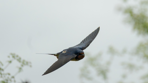 Golondrina tijerita observed by tom_molehr