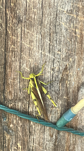 Obscure Bird Grasshopper