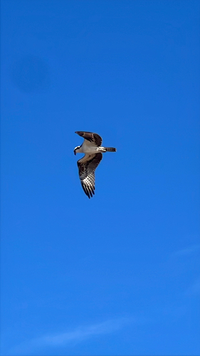 Osprey observed by jesskulmala