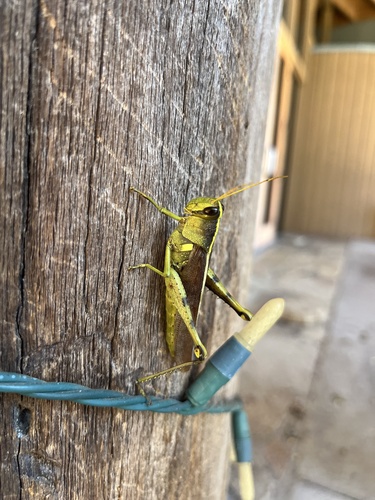 Obscure Bird Grasshopper