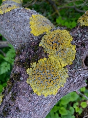 Xanthoria parietina