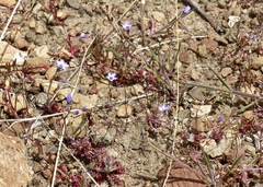 Gilia modocensis