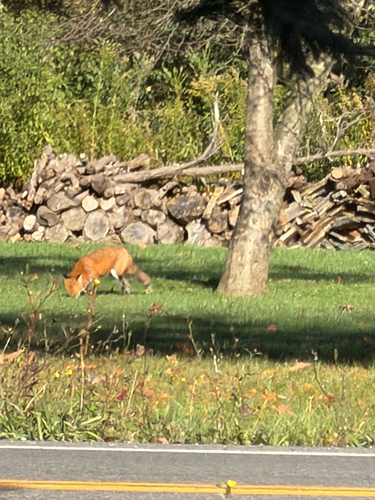 Red Fox observed by stevec21