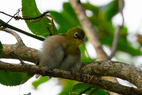Zosterops japonicus observed 2026-10-17