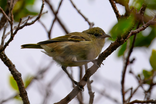 Chlorodrepanis flava, 2026-10-17