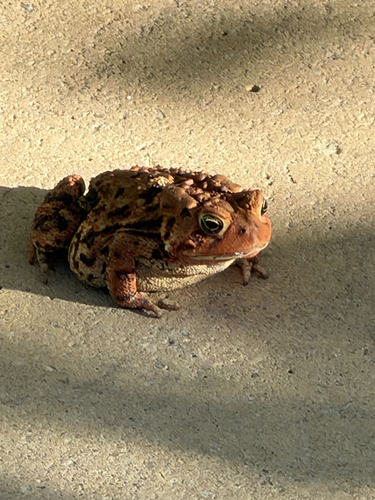 American Toad observed by derekjfinn