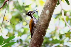 Chrysocolaptes guttacristatus