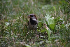 Passer domesticus