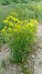 Euphorbia esula