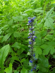 Ajuga reptans