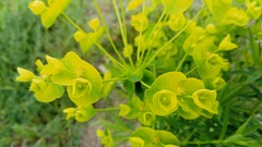 Euphorbia esula