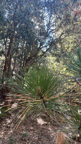 iNaturalist observation photo of pines