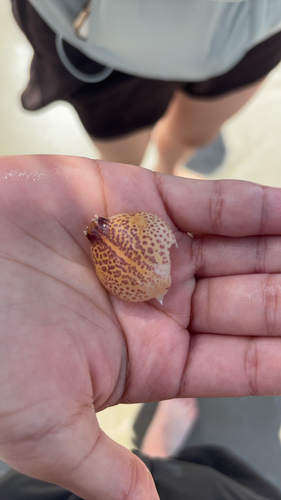 Persephona observed 2026-10-17