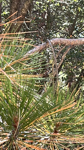 iNaturalist observation photo of pines